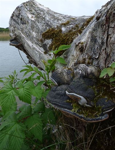 Mature fruiting bodies on a decaying willow stump in Kungalv, Sweden.